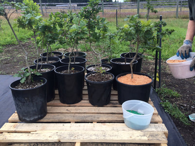 Work Party June 30, 2018 - 14