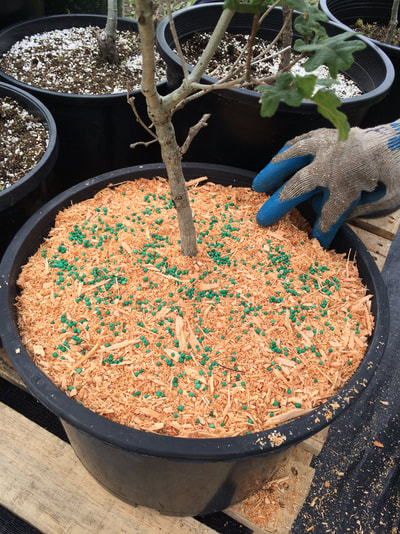 Work Party June 30, 2018 - 15