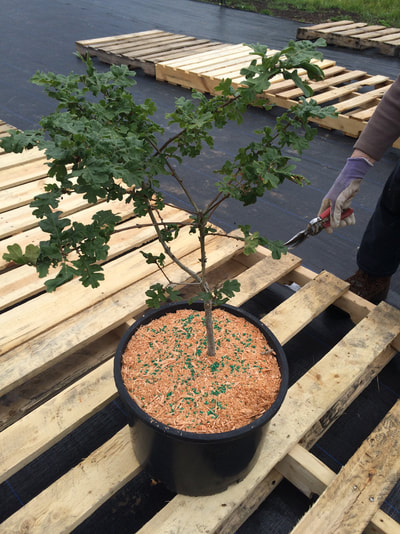 Work Party June 30, 2018 - 16