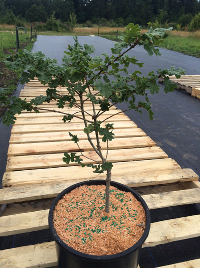 Work Party June 30, 2018 - 17