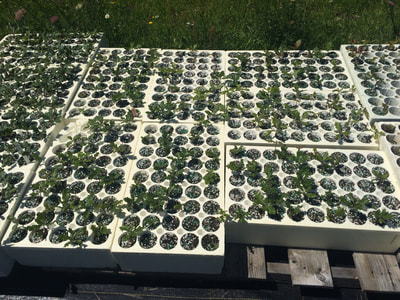 Work Party July 14, 2018 - 1