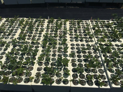 Work Party July 14, 2018 - 2