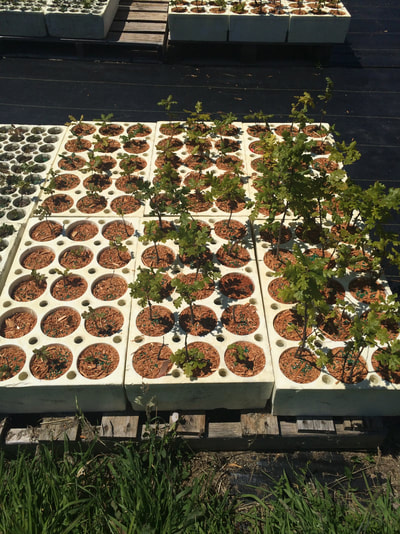 Work Party July 14, 2018 - 3