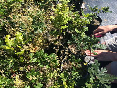 Work Party July 14, 2018 - 6