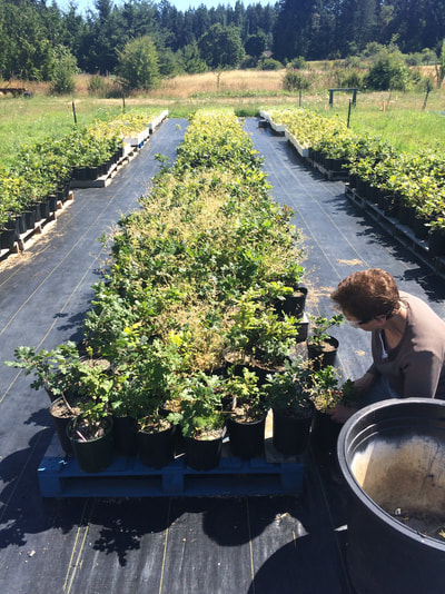 Work Party July 14, 2018 - 7