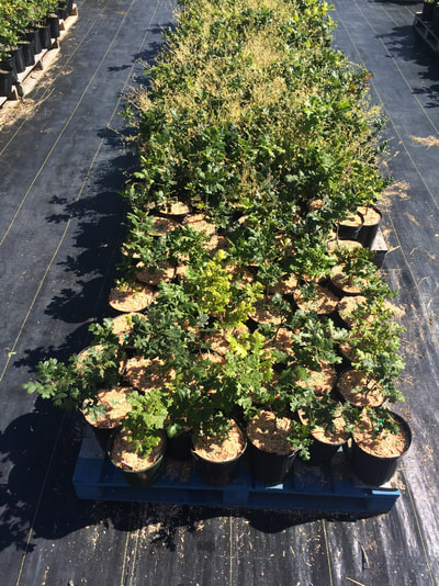 Work Party July 14, 2018 - 8