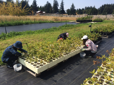 Work Party July 28, 2018 - 2