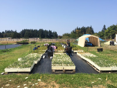 Work Party July 28, 2018 - 3