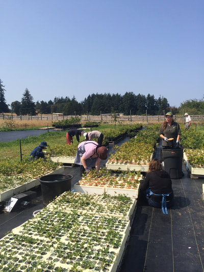 Work Party July 28, 2018 - 4