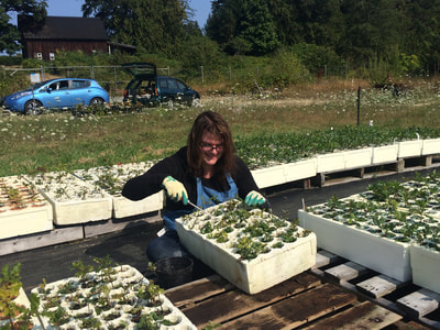 Work Party July 28, 2018 - 7