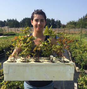 Upcoming Garry Oak Nursery work parties August 2018