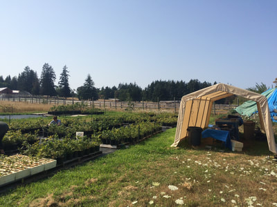 Work Party July 28, 2018 - 12