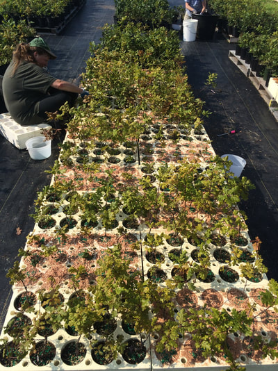 Work Party July 28, 2018 - 13