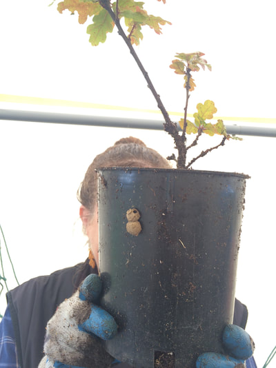 Work Party August 11, 2018 - 1