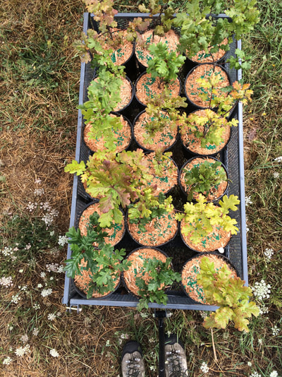 Work Party August 11, 2018 - 5