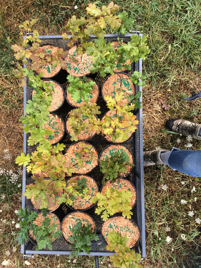 Work Party August 11, 2018 - 6