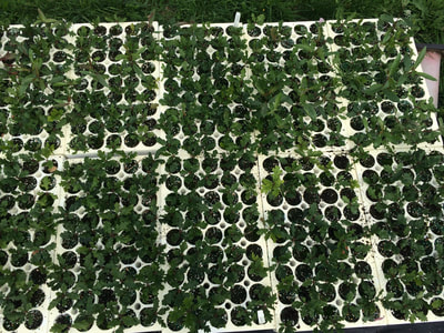 Work Party August 11, 2018 - 10