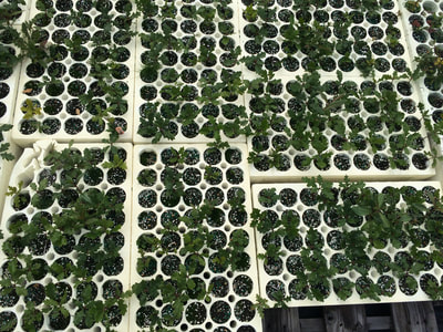 Work Party August 11, 2018 - 11