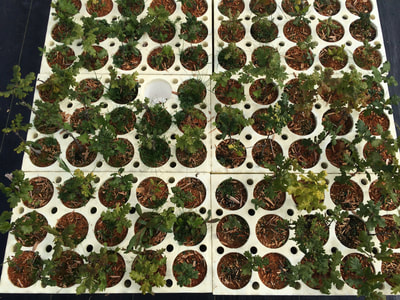 Work Party August 11, 2018 - 14