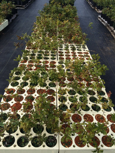 Work Party August 11, 2018 - 15