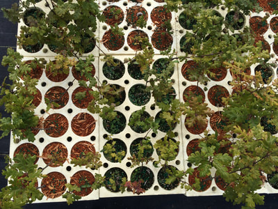 Work Party August 11, 2018 - 16