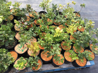 Work Party August 11, 2018 - 17