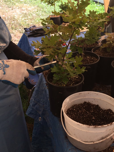 Work Party August 11, 2018 - 18