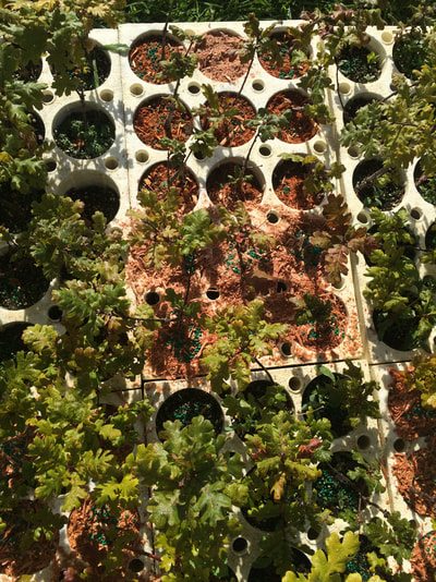 Work Party August 11, 2018 - 22