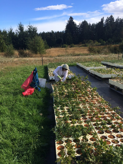 Work Party August 11, 2018 - 23