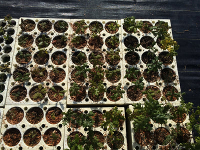 Work Party August 11, 2018 - 24