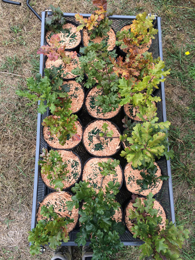 Work Party September 8, 2018 - 5