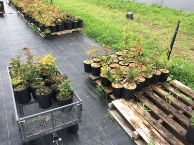 Work Party September 8, 2018 - 6