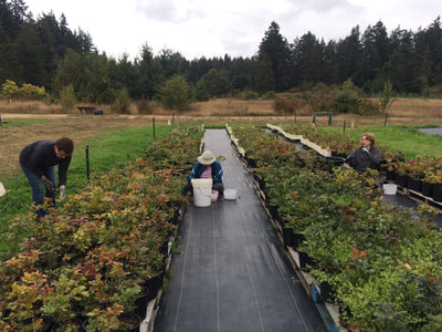 Work Party September 8, 2018 - 2