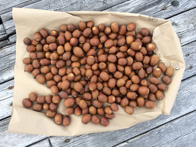 Work Party September 22, 2018 - 7