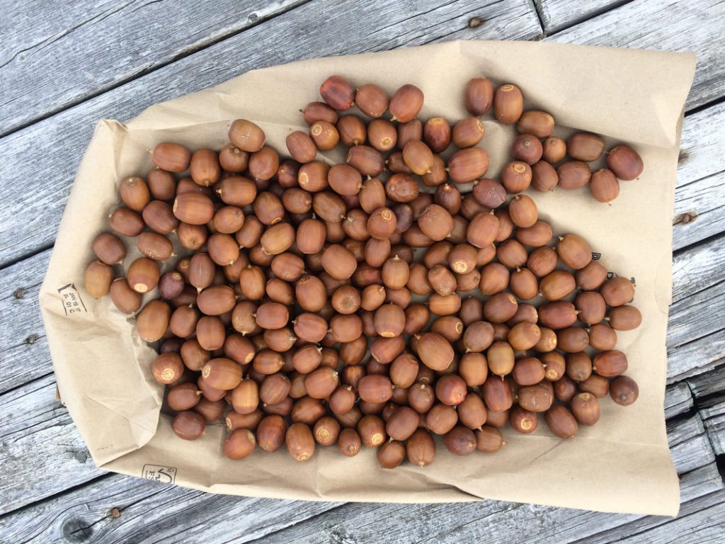 Acorns September 30, 2018 - 1