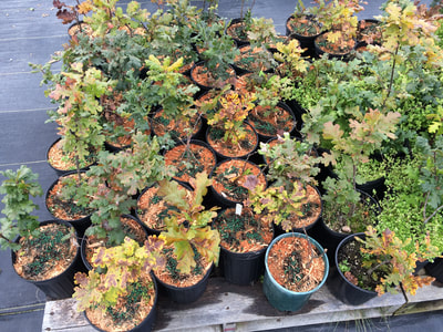 Work Party September 22, 2018 - 10