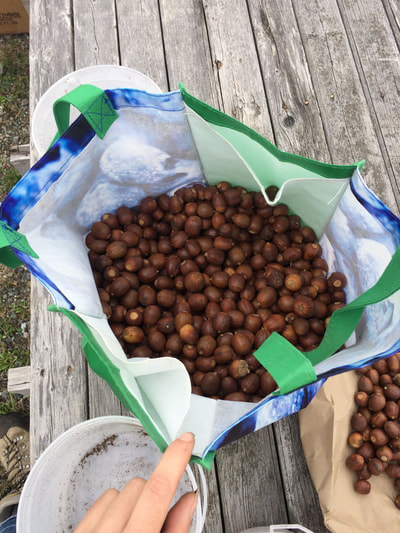 Work Party September 22, 2018 - 6