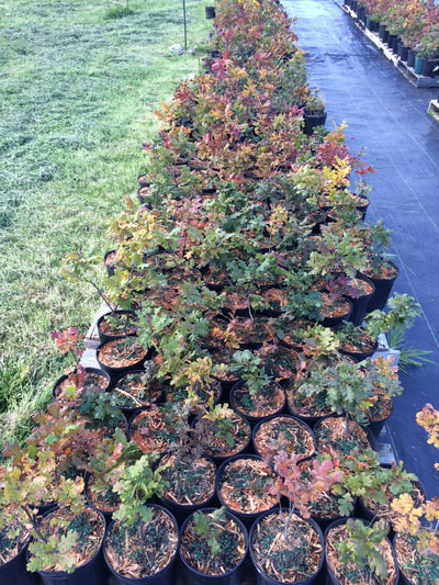 Work Party September 22, 2018 - 11