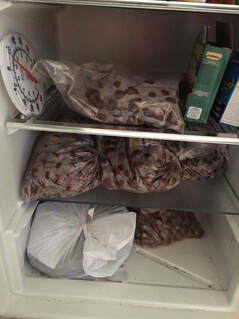 Acorns September 30, 2018 - 2