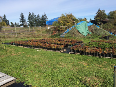 Work Party October 6, 2018 - 2