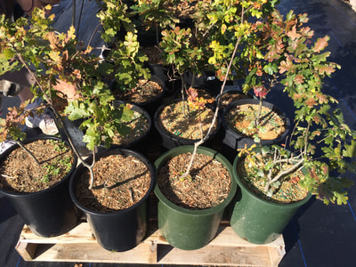 Work Party October 6, 2018 - 3