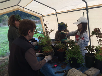 Work Party October 6, 2018 - 4