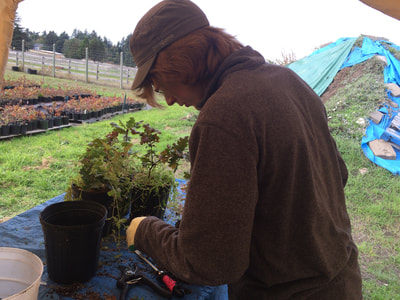 Work Party October 6, 2018 - 6