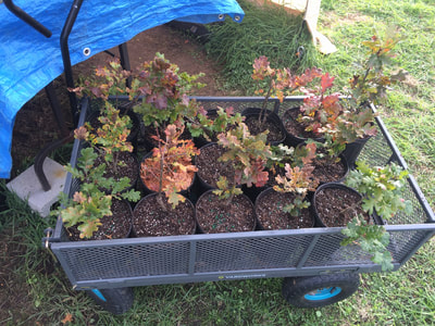 Work Party October 6, 2018 - 7