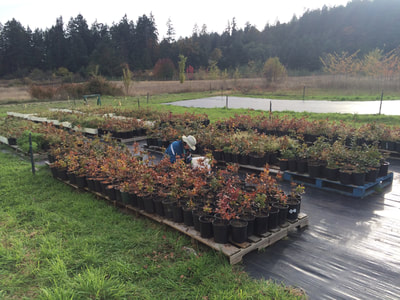 Work Party October 6, 2018 - 9