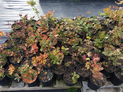 Work Party October 6, 2018 - 10