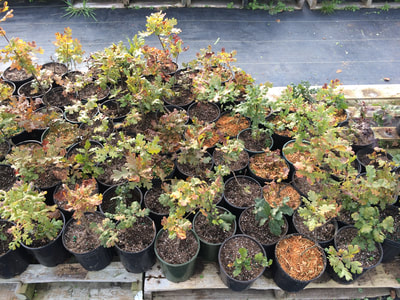 Work Party October 6, 2018 - 11