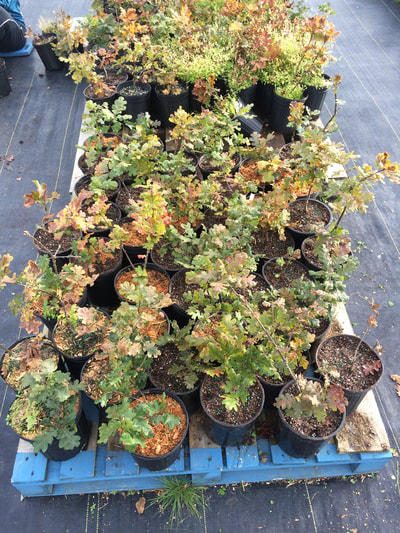 Work Party October 6, 2018 - 13