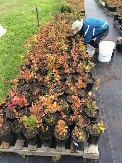 Work Party October 6, 2018 - 14