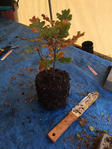 Work Party October 6, 2018 - 17